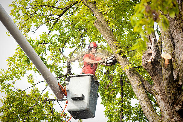 Best Hedge Trimming  in , MS